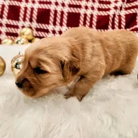 Titan, a male Golden Retriever for sale in Elmer, NJ – Photo 3 of 10