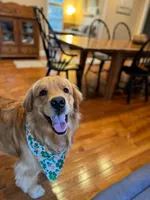 Titan, a male Golden Retriever for sale in Elmer, NJ – Photo 10 of 10