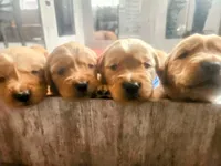 Benny, a male Golden Retriever for sale in Elmer, NJ – Photo 5 of 10