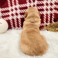 Benny, a male Golden Retriever for sale in Elmer, NJ – Photo 4 of 10