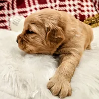 Benny, a male Golden Retriever for sale in Elmer, NJ – Photo 3 of 10