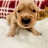 Benny, a male Golden Retriever for sale in Elmer, NJ – Photo 1 of 10