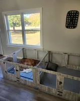 Benny, a male Golden Retriever for sale in Elmer, NJ – Photo 9 of 10