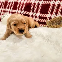 Benny, a male Golden Retriever for sale in Elmer, NJ – Photo 2 of 10