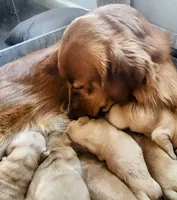 Waffle, a male Golden Retriever for sale in Elmer, NJ – Photo 7 of 10