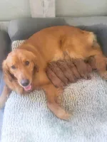 Waffle, a male Golden Retriever for sale in Elmer, NJ – Photo 8 of 10