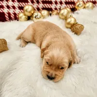 Waffle, a male Golden Retriever for sale in Elmer, NJ – Photo 3 of 10