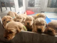 Waffle, a male Golden Retriever for sale in Elmer, NJ – Photo 4 of 10