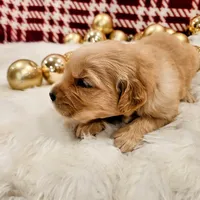 Waffle, a male Golden Retriever for sale in Elmer, NJ – Photo 1 of 10