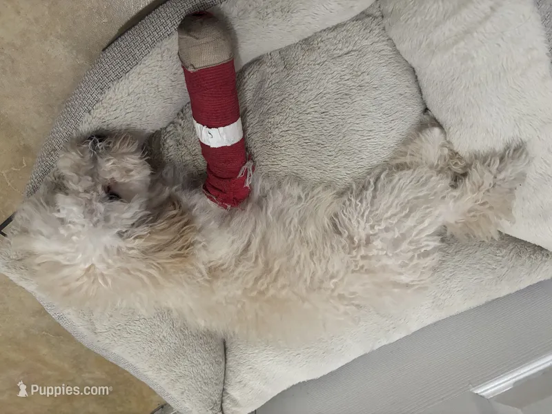 Max – Poodle - Miniature  puppy for sale in Bradenton, FL
