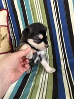 Girl3, a female Golden Retriever for sale in Kinston, NC – Photo 5 of 5