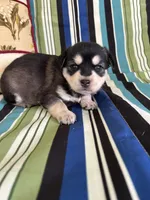 Girl3, a female Golden Retriever for sale in Kinston, NC – Photo 4 of 5