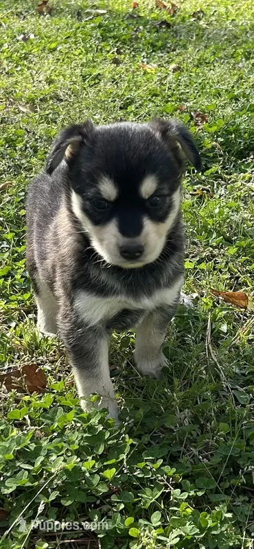 Girl3 – Golden Retriever puppy for sale in Kinston, NC