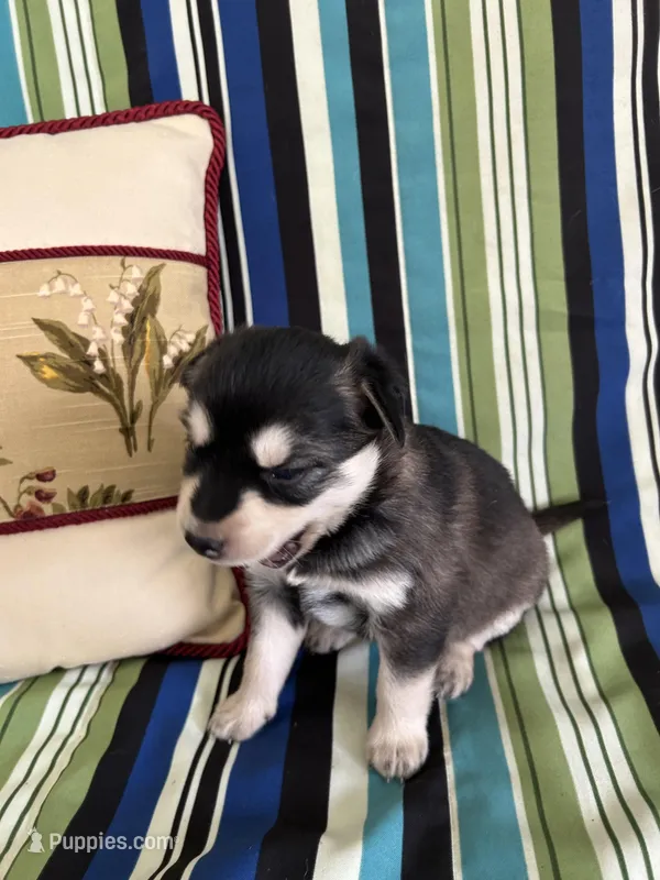 Girl3 – Golden Retriever puppy for sale in Kinston, NC