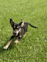 Zara, a female Golden Retriever and Alaskan Klee Kai for sale in Kinston, NC – Photo 5 of 5