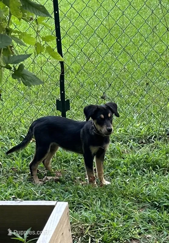 Zara – Golden Retriever, Alaskan Klee Kai puppy on hold in Kinston, NC