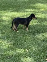 Zara, a female Golden Retriever and Alaskan Klee Kai for sale in Kinston, NC – Photo 3 of 5