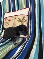 Girl2, a female Golden Retriever for sale in Kinston, NC – Photo 3 of 5