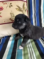 Girl2, a female Golden Retriever for sale in Kinston, NC – Photo 2 of 5