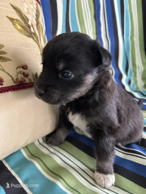 Girl2 – Golden Retriever puppy for sale in Kinston, NC