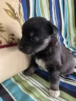 Girl2, a female Golden Retriever for sale in Kinston, NC – Photo 1 of 5