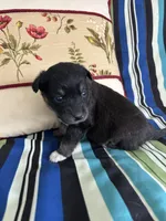 Girl2, a female Golden Retriever for sale in Kinston, NC – Photo 5 of 5