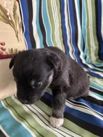 Girl2, a female Golden Retriever for sale in Kinston, NC – Photo 4 of 5