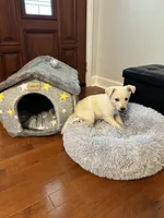 Molly, a female Golden Retriever for sale in Kinston, NC – Photo 5 of 9