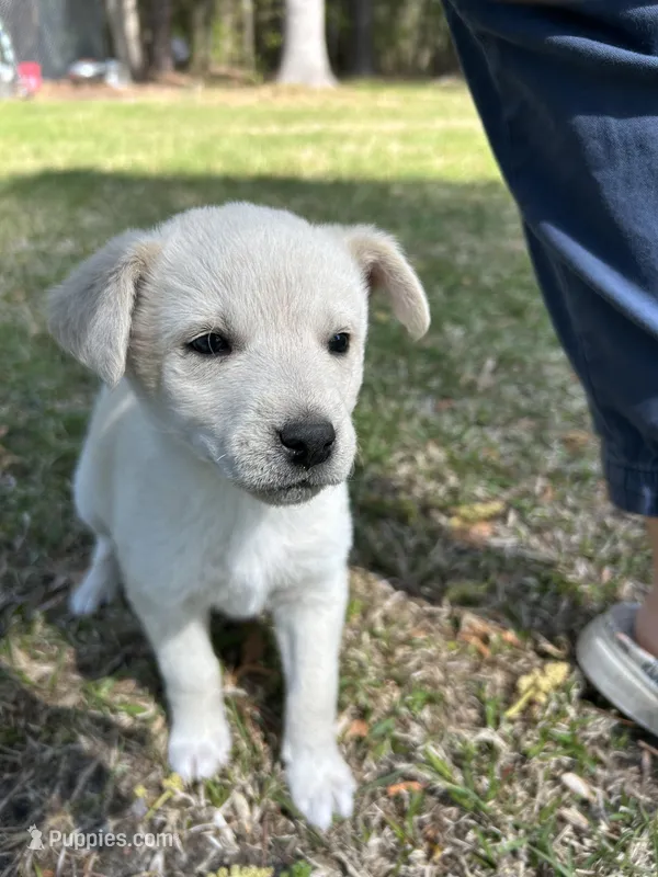 Girl4 – Golden Retriever puppy for sale in Kinston, NC