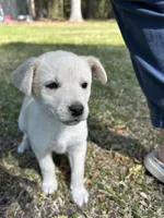 Girl4, a female Golden Retriever for sale in Kinston, NC – Photo 1 of 7