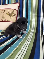 Girl5, a female Golden Retriever for sale in Kinston, NC – Photo 5 of 5