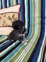 Girl5, a female Golden Retriever for sale in Kinston, NC – Photo 2 of 5