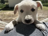 Girl4, a female Golden Retriever for sale in Kinston, NC – Photo 4 of 7