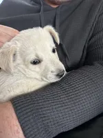 Girl4, a female Golden Retriever for sale in Kinston, NC – Photo 3 of 7