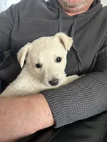 Girl4, a female Golden Retriever for sale in Kinston, NC – Photo 2 of 7