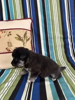 Girl5, a female Golden Retriever for sale in Kinston, NC – Photo 4 of 5