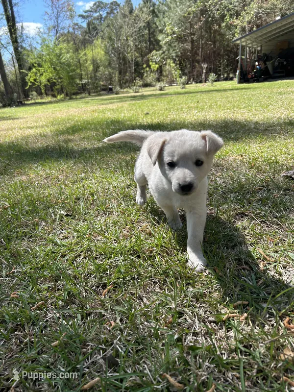 Molly – Golden Retriever puppy for sale in Kinston, NC