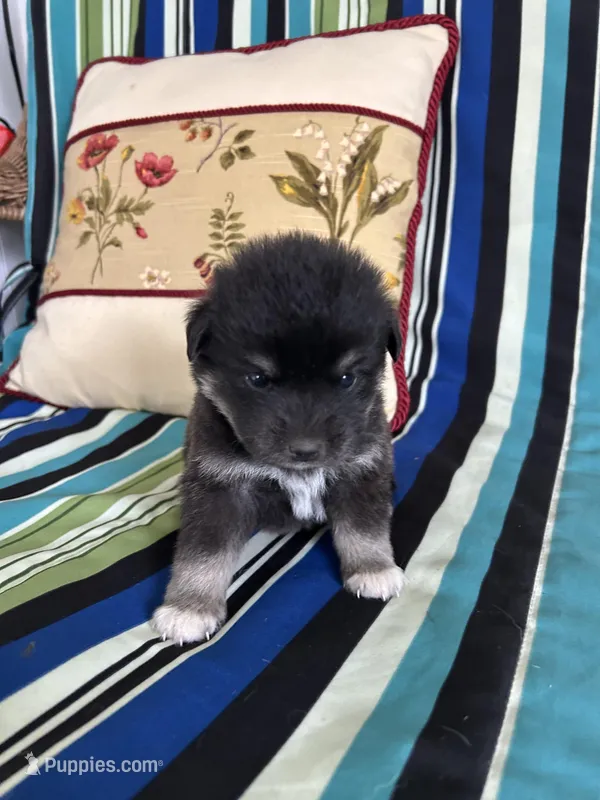 Girl5 – Golden Retriever puppy for sale in Kinston, NC