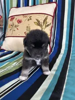 Girl5, a female Golden Retriever for sale in Kinston, NC – Photo 1 of 5