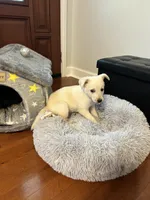 Molly, a female Golden Retriever for sale in Kinston, NC – Photo 4 of 9