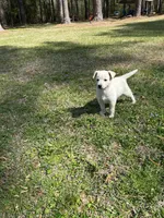 Girl4, a female Golden Retriever for sale in Kinston, NC – Photo 7 of 7