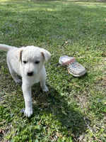 Girl4, a female Golden Retriever for sale in Kinston, NC – Photo 6 of 7