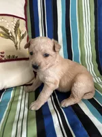 Girl1, a female Golden Retriever for sale in Kinston, NC – Photo 5 of 5