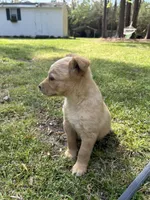 Girl1, a female Golden Retriever for sale in Kinston, NC – Photo 4 of 6