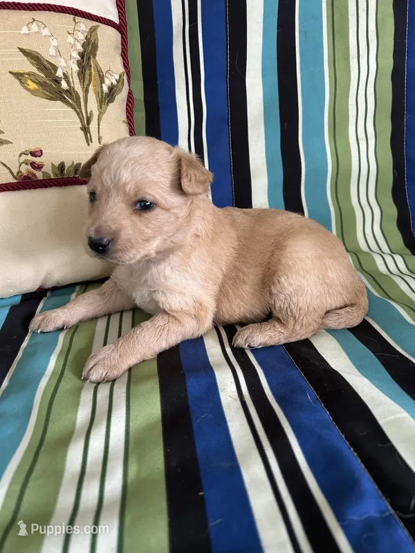 Girl1 – Golden Retriever puppy for sale in Kinston, NC