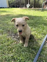 Girl1, a female Golden Retriever for sale in Kinston, NC – Photo 3 of 6