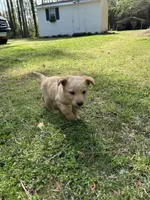 Girl1, a female Golden Retriever for sale in Kinston, NC – Photo 6 of 6