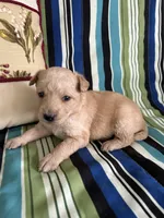 Girl1, a female Golden Retriever for sale in Kinston, NC – Photo 3 of 5