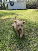 Girl1, a female Golden Retriever for sale in Kinston, NC – Photo 5 of 6
