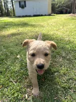 Girl1, a female Golden Retriever for sale in Kinston, NC – Photo 2 of 6